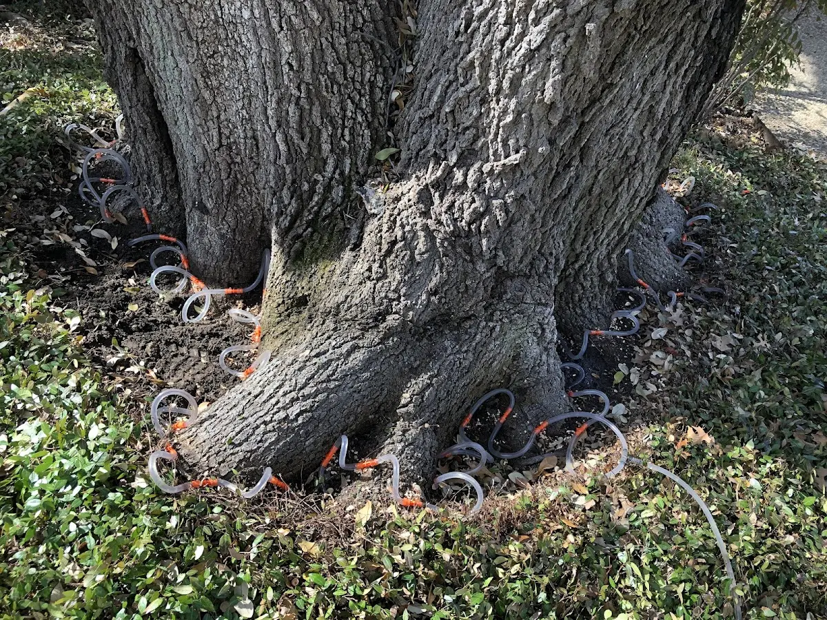 Detailed Tree Cabling and Bracing job site in Rushsylvania