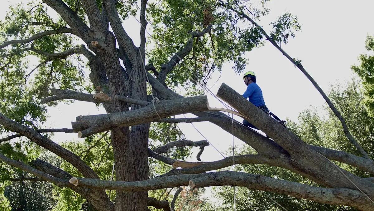 Professional Crown Thinning performed by certified arborists in Rushsylvania
